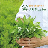 【癌の予防に】純度100%よもぎ茶・デトックスに