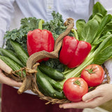 ★お試し価格★【大地の恵を凝縮した野菜ジュース・野菜ピュレ】おためしいろいろセット