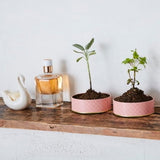 【数量限定!】月経前・月経期に嬉しいハーブティー・ギフトボックス