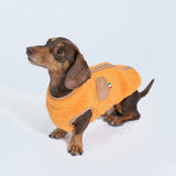 【3冠達成】キュートな新作ドッグウェア2点