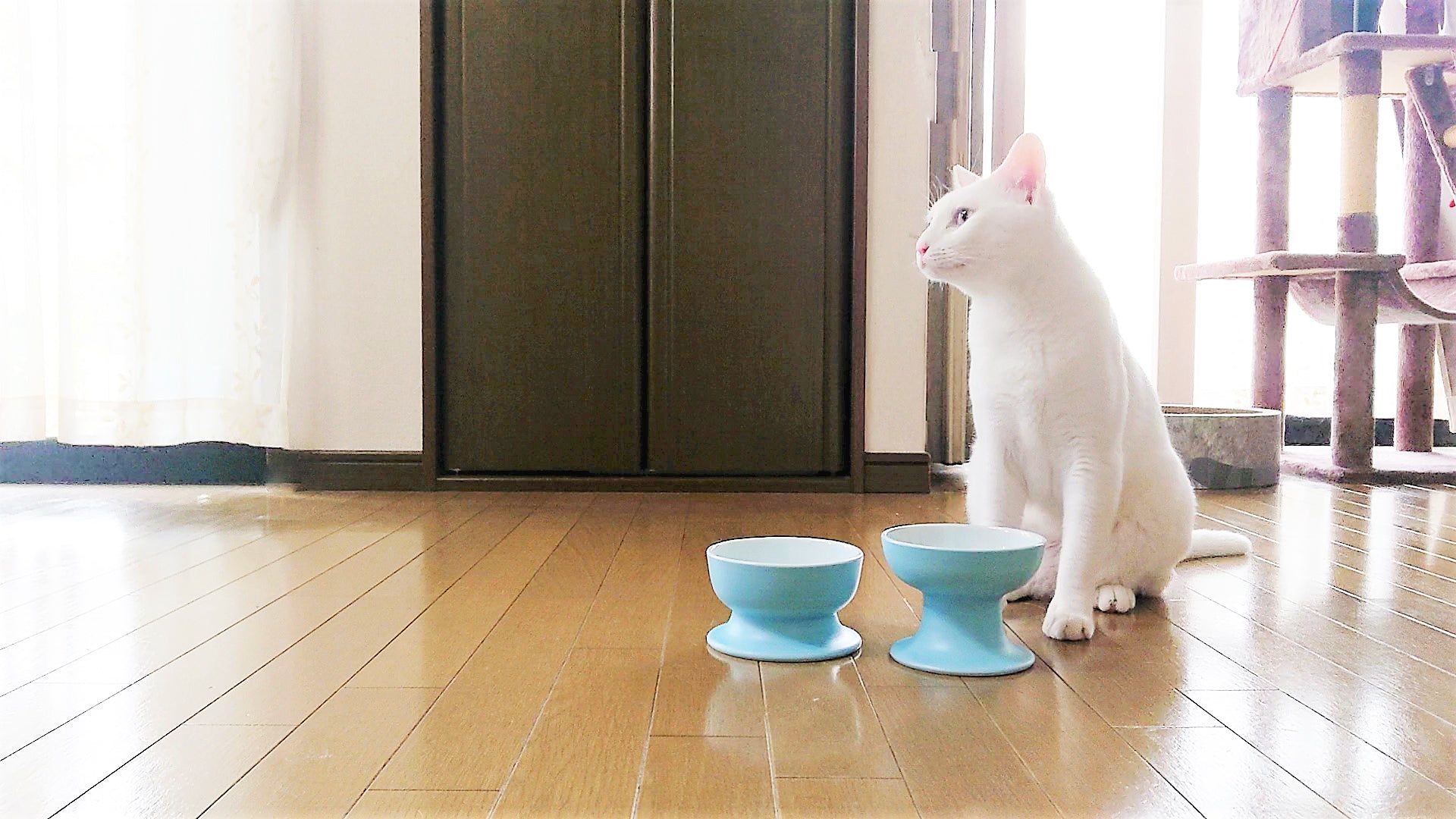【返却可能】有田焼ペット用ウォーターボウル | ロータイプ