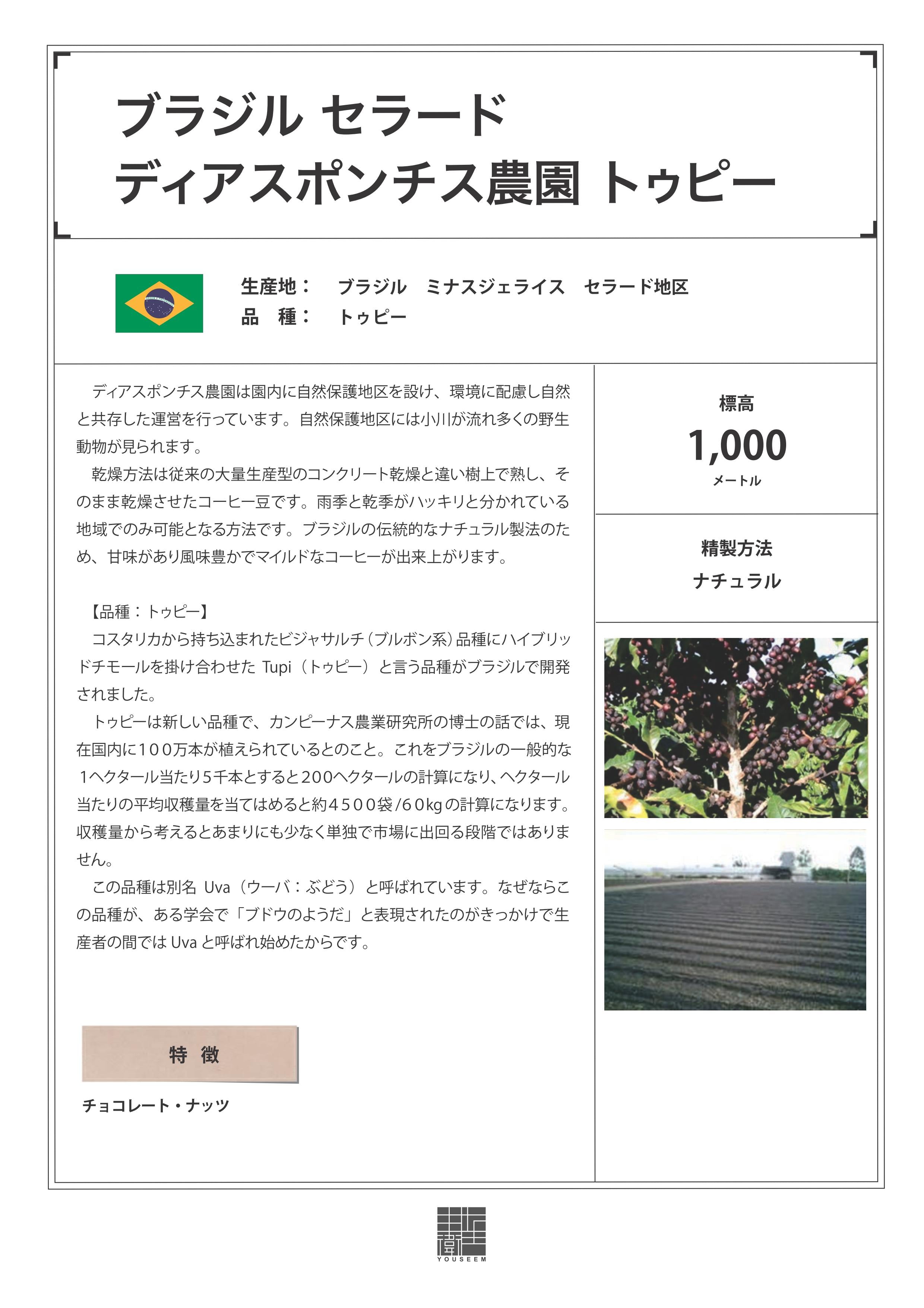 【ここでしか買えない!】ブラジルの希少なコーヒー豆250g