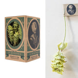 【送料無料 】上質なスルタン ソリマン シリーズ 6品種