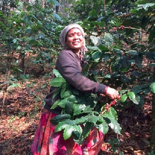 ネパール・ホワイトマウンテンズコース | 無農薬／有機栽培
